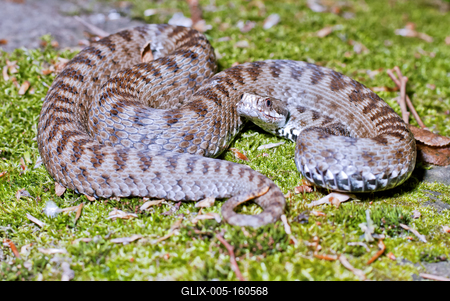 A Keresztes vipera-stock-foto