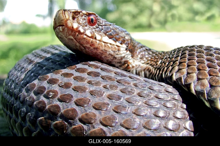 A Keresztes vipera-stock-foto