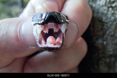 A Keresztes vipera-stock-foto