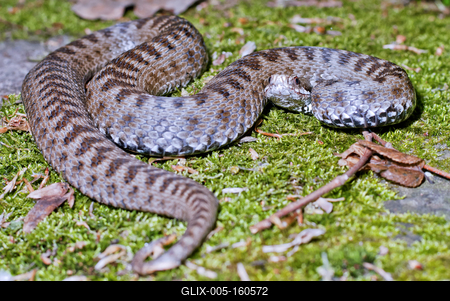 A Keresztes vipera-stock-foto