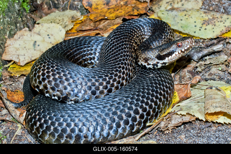A Keresztes vipera-stock-foto