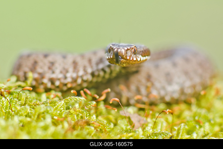 A Keresztes vipera-stock-foto