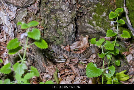 A Keresztes vipera-stock-foto