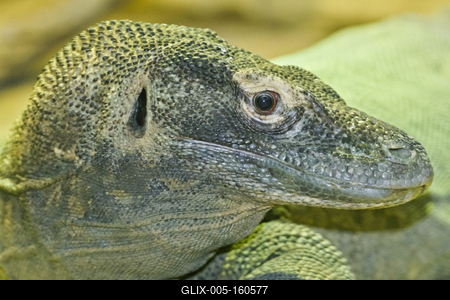 The Komodo dragon-stock-foto