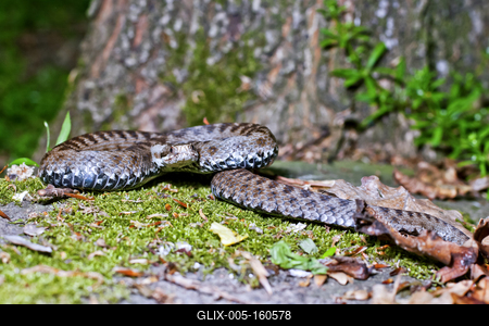 A Keresztes vipera-stock-foto