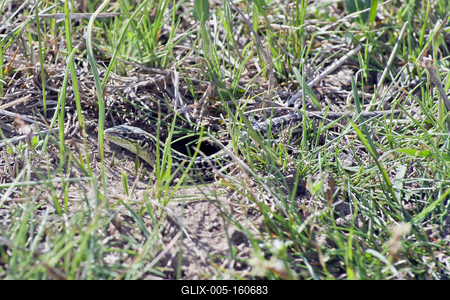 Podarcis tauricus, the Balkan wall lizard, is a common lizard in the family Lacertidae native to south eastern Europe and Asia Minor. It is a terrestrial species found in steppe, grassland, olive groves, cultivated land, meadows, rural gardens, sparsely vegetated sand dunes and scrubby areas.-stock-foto