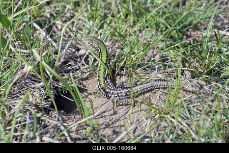 Podarcis tauricus, the Balkan wall lizard, is a common lizard in the family Lacertidae native to south eastern Europe and Asia Minor. It is a terrestrial species found in steppe, grassland, olive groves, cultivated land, meadows, rural gardens, sparsely vegetated sand dunes and scrubby areas.-stock-foto