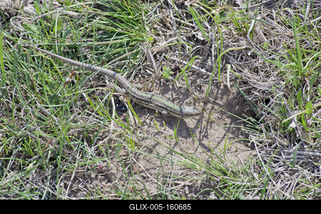 Podarcis tauricus, the Balkan wall lizard, is a common lizard in the family Lacertidae native to south eastern Europe and Asia Minor. It is a terrestrial species found in steppe, grassland, olive groves, cultivated land, meadows, rural gardens, sparsely vegetated sand dunes and scrubby areas.-stock-foto