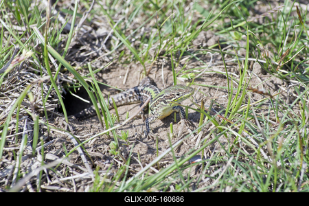 Podarcis tauricus, the Balkan wall lizard, is a common lizard in the family Lacertidae native to south eastern Europe and Asia Minor. It is a terrestrial species found in steppe, grassland, olive groves, cultivated land, meadows, rural gardens, sparsely vegetated sand dunes and scrubby areas.-stock-foto