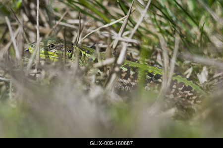 Podarcis tauricus, the Balkan wall lizard, is a common lizard in the family Lacertidae native to south eastern Europe and Asia Minor. It is a terrestrial species found in steppe, grassland, olive groves, cultivated land, meadows, rural gardens, sparsely vegetated sand dunes and scrubby areas.-stock-foto