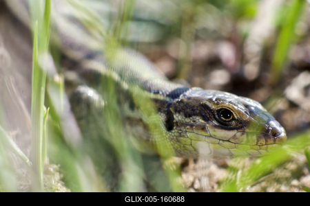 Podarcis tauricus, the Balkan wall lizard, is a common lizard in the family Lacertidae native to south eastern Europe and Asia Minor. It is a terrestrial species found in steppe, grassland, olive groves, cultivated land, meadows, rural gardens, sparsely vegetated sand dunes and scrubby areas.-stock-foto
