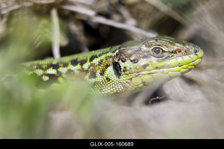 Podarcis tauricus, the Balkan wall lizard, is a common lizard in the family Lacertidae native to south eastern Europe and Asia Minor. It is a terrestrial species found in steppe, grassland, olive groves, cultivated land, meadows, rural gardens, sparsely vegetated sand dunes and scrubby areas.-stock-foto
