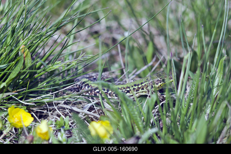 Podarcis tauricus, the Balkan wall lizard, is a common lizard in the family Lacertidae native to south eastern Europe and Asia Minor. It is a terrestrial species found in steppe, grassland, olive groves, cultivated land, meadows, rural gardens, sparsely vegetated sand dunes and scrubby areas.-stock-foto