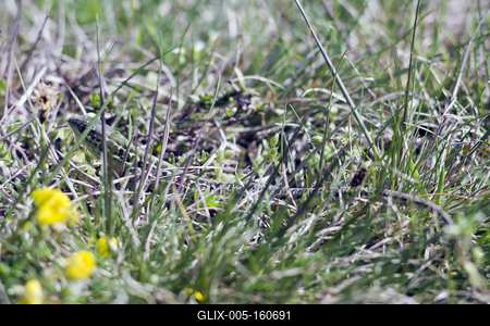 Podarcis tauricus, the Balkan wall lizard, is a common lizard in the family Lacertidae native to south eastern Europe and Asia Minor. It is a terrestrial species found in steppe, grassland, olive groves, cultivated land, meadows, rural gardens, sparsely vegetated sand dunes and scrubby areas.-stock-foto