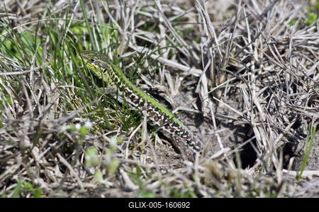 Podarcis tauricus, the Balkan wall lizard, is a common lizard in the family Lacertidae native to south eastern Europe and Asia Minor. It is a terrestrial species found in steppe, grassland, olive groves, cultivated land, meadows, rural gardens, sparsely vegetated sand dunes and scrubby areas.-stock-foto