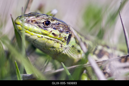 Podarcis tauricus, the Balkan wall lizard, is a common lizard in the family Lacertidae native to south eastern Europe and Asia Minor. It is a terrestrial species found in steppe, grassland, olive groves, cultivated land, meadows, rural gardens, sparsely vegetated sand dunes and scrubby areas.-stock-foto