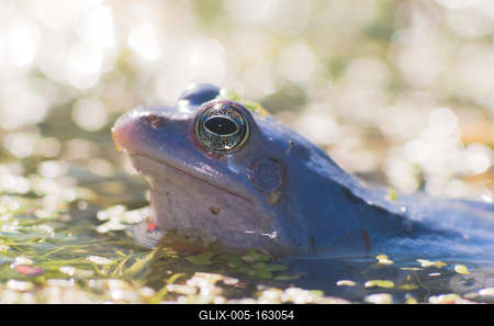 Marsh frog from Hungary/somogy county-stock-foto