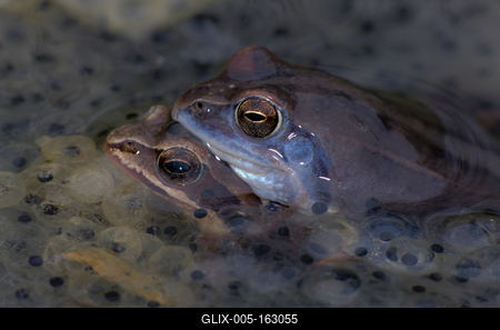 Marsh frog from Hungary/somogy county-stock-foto