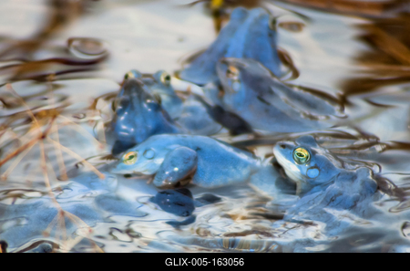 Marsh frog from Hungary/somogy county-stock-foto