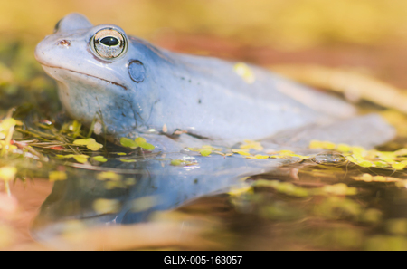 Marsh frog from Hungary/somogy county-stock-foto