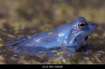 Marsh frog from Hungary/somogy county-stock-foto