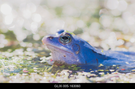 Marsh frog from Hungary/somogy county-stock-foto
