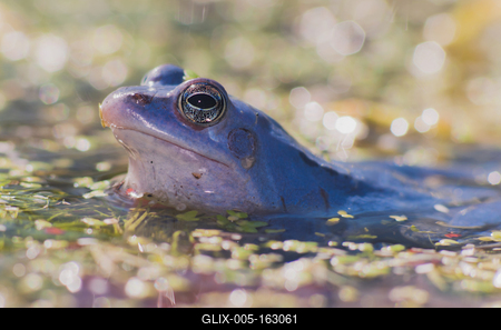 Marsh frog from Hungary/somogy county-stock-foto
