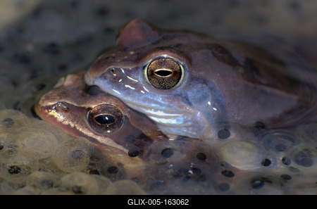Marsh frog from Hungary/somogy county-stock-foto