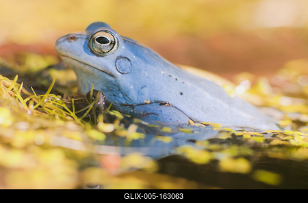 Marsh frog from Hungary/somogy county-stock-foto