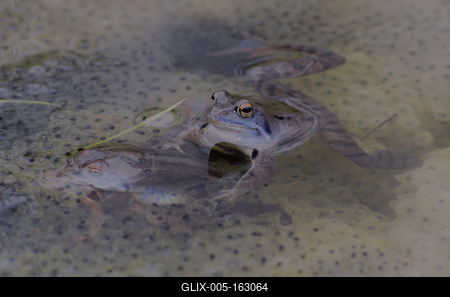 Marsh frog from Hungary/somogy county-stock-foto