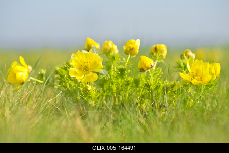 A Volgai hérics (Adonis vernasis)-stock-foto