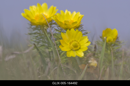 A Volgai hérics (Adonis vernasis)-stock-foto