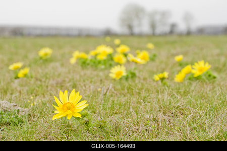 A Volgai hérics (Adonis vernasis)-stock-foto
