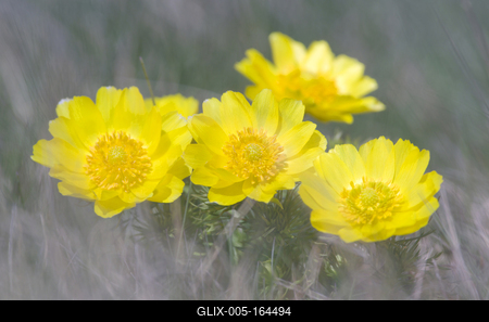 A Volgai hérics (Adonis vernasis)-stock-foto