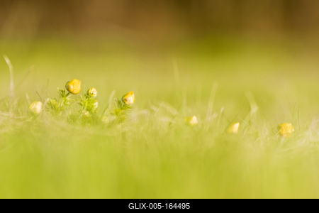 A Volgai hérics (Adonis vernasis)-stock-foto