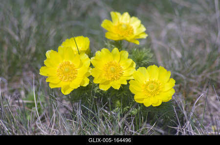 A Volgai hérics (Adonis vernasis)-stock-foto