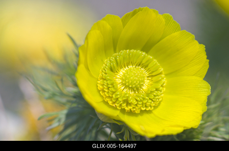 A Volgai hérics (Adonis vernasis)-stock-foto