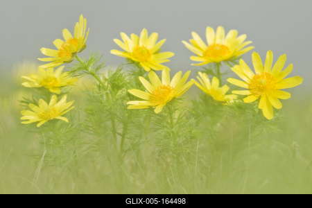 A Volgai hérics (Adonis vernasis)-stock-foto