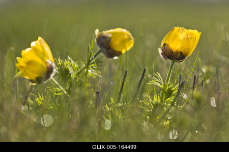 A Volgai hérics (Adonis vernasis)-stock-foto