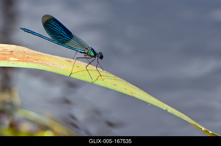 Dragonfly-stock-foto