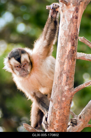 Apella csuklyásmajom (Cebus apella) hímje-stock-foto