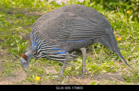 A Keselyűnyakú gyöngytyúk (Acryllium vulturium)-stock-foto