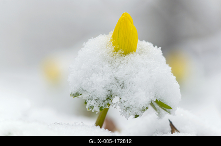 A Téltemető (Eranthis hyemalis)-stock-foto