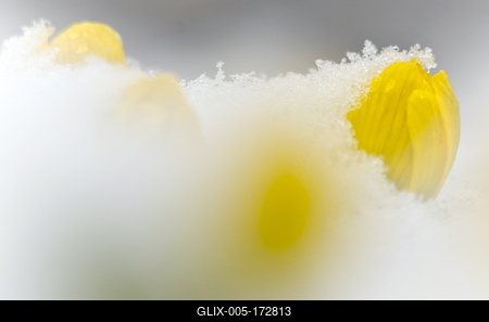 A Téltemető (Eranthis hyemalis)-stock-foto