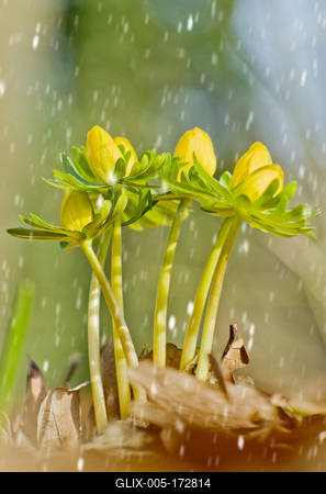A Téltemető (Eranthis hyemalis)-stock-foto