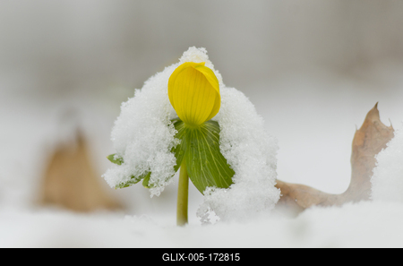 A Téltemető (Eranthis hyemalis)-stock-foto