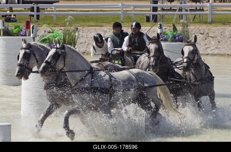 FEI Driving European Championship for Four in Hand- Budapest 2021-stock-foto