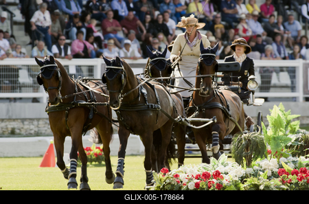 FEI Driving European Championship for Four in Hand- Budapest 2021-stock-foto