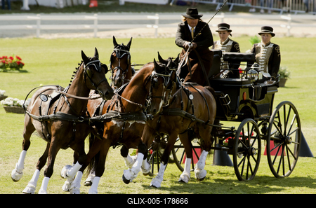 FEI Driving European Championship for Four in Hand- Budapest 2021-stock-foto