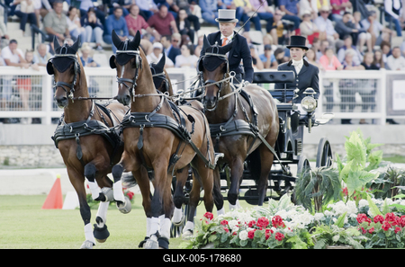 FEI Driving European Championship for Four in Hand- Budapest 2021-stock-foto